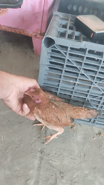 Gà mái Tre Bắc Cộc 3 lạng nâu đang đẻ. Mua bán Gà tại Huyện Vĩnh Thạnh Cần Thơ được đăng bởi gà đá cần thơ hình 1