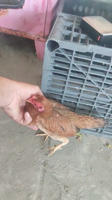 Gà mái Tre Bắc Cộc 3 lạng nâu đang đẻ. Mua bán Gà tại Huyện Vĩnh Thạnh Cần Thơ được đăng bởi gà đá cần thơ hình 1