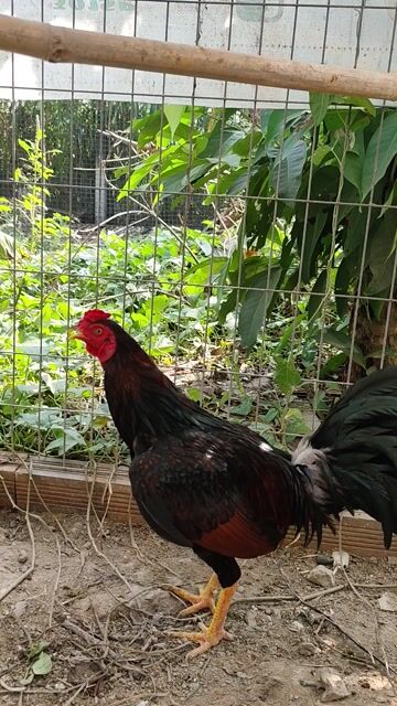 Tre cốt nòi 2ky1 hợp ib. Mua bán Gà tại Huyện Gò Công Tây Tiền Giang được đăng bởi Minh Luân  hình 1