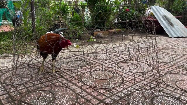 Điều bông chân xanh 2kg550. Mua bán Gà tại Huyện Châu Thành An Giang được đăng bởi Trần Minh Vũ hình 1