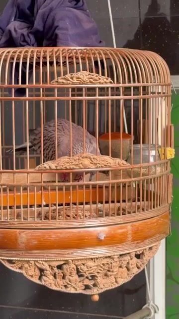cu gáy thái vân rồng . Mua bán Chim tại Quận 12 Tp Hồ Chí Minh được đăng bởi NGUYỄN VĂN NHẬT hình 1