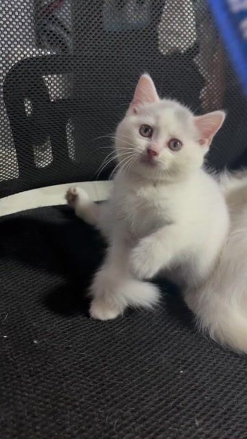 Gả bé ALN nhà trồng, ngoan, dễ thích nghi... Mua bán Mèo tại Quận Thanh Khê Đà Nẵng được đăng bởi zhai hình 1