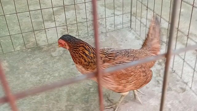 Gà mái Siêu Mỹ Cái Nâu Chuẩn bị đẻ. Mua bán Gà tại Huyện Châu Thành Đồng Tháp được đăng bởi hùng  hình 1