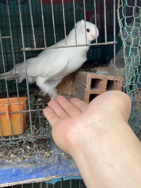 Chim Bồ câu vảy cá Trắng. Mua bán Chim tại Quận Bình Tân Tp Hồ Chí Minh được đăng bởi Duong hình 1