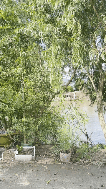 Mua bán Đất Huyện Tri Tôn An Giang diện tích 221 m² giá 685 triệu
