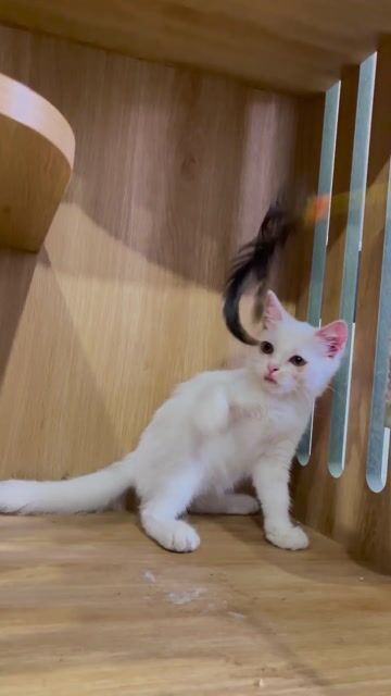 Mèo anh lông ngắn Q7