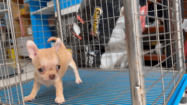 Chó Chihuahua đực 2 tháng Nâu vàng. Mua bán Chó tại Quận Gò Vấp Tp Hồ Chí Minh được đăng bởi Biên Nguyễn hình 1