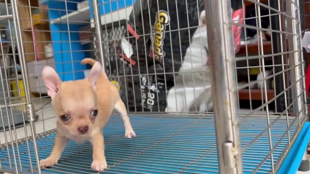 Chó Chihuahua đực 2 tháng Nâu vàng. Mua bán Chó tại Quận Gò Vấp Tp Hồ Chí Minh được đăng bởi Biên Nguyễn hình 1