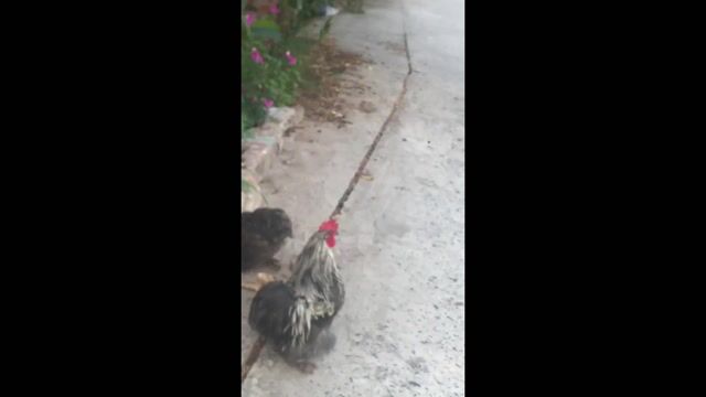 Gà Mini Cochin 1 trống 2 mái. Mua bán Gà tại Thành phố Long Xuyên An Giang được đăng bởi Vườn Ươm hình 1
