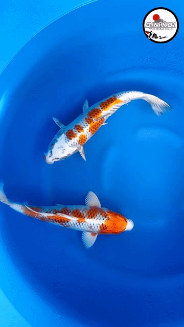 Cá chép Koi Kujaku Nhật Bản 28cm cảy Metalic. Mua bán Thú cưng khác tại Quận 12 Tp Hồ Chí Minh được đăng bởi Gin Koi Farm hình 1