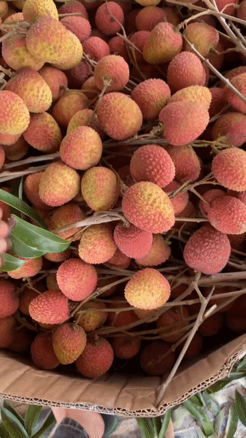 Vải U Hồng Bình Dương 1kg. Mua bán Đồ ăn, thực phẩm và các loại khác tại Thành phố Thuận An Bình Dương được đăng bởi Nguyễn Đăng Bảo hình 1