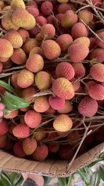 Vải U Hồng Bình Dương 1kg. Mua bán Đồ ăn, thực phẩm và các loại khác tại Thành phố Thuận An Bình Dương được đăng bởi Nguyễn Đăng Bảo hình 1