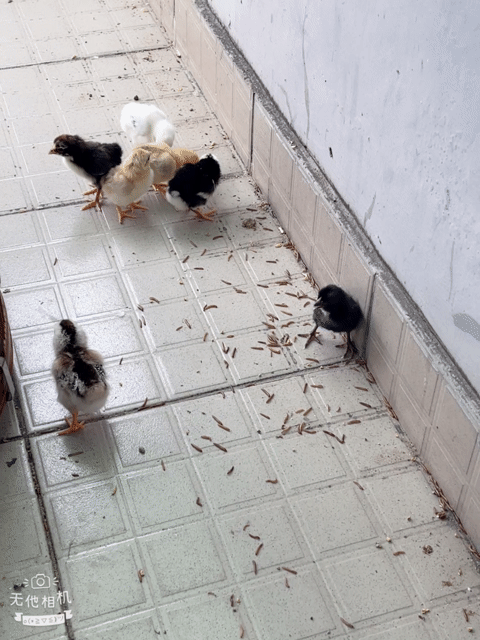tre bắc chíp chuối non. Mua bán Gà tại Quận 8 Tp Hồ Chí Minh được đăng bởi Bé Sang hình 1