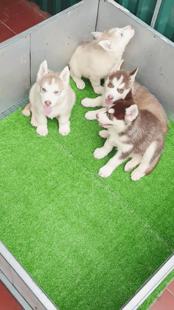 Chó Husky gần 2 tháng. Mua bán Chó tại Quận Hoàng Mai Hà Nội được đăng bởi PPKD hình 1