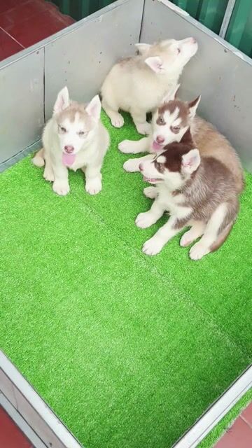 Chó Husky gần 2 tháng. Mua bán Chó tại Quận Hoàng Mai Hà Nội được đăng bởi PPKD hình 1