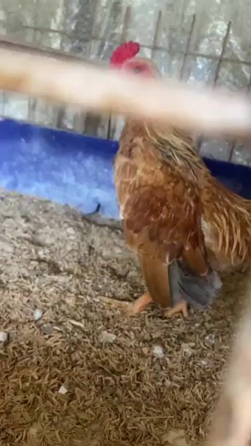cặp Gà Chân lùn mới xong lứa so. Mua bán Gà tại Huyện Cao Lãnh Đồng Tháp được đăng bởi Nhựt  hình 1