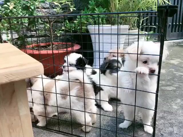 Chó pom x nhật mini size 64 ngày. Mua bán Chó tại Quận Bình Tân Tp Hồ Chí Minh được đăng bởi Minh nguyễn  hình 1