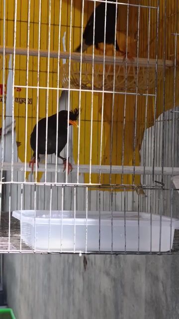 Cặp chim sáo đen. Mua bán Chim tại Huyện Nhà Bè Tp Hồ Chí Minh được đăng bởi Tấn Trần hình 1