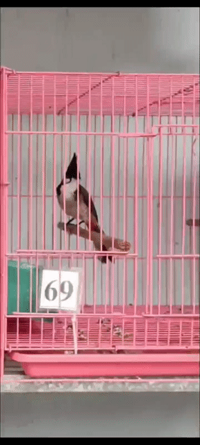 bổi móng mỏ đầy đủ cao cầu. Mua bán Chim tại Quận 12 Tp Hồ Chí Minh được đăng bởi vo van khánh hình 1
