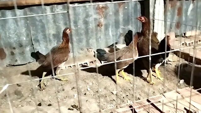 Bầy tre asill mỹ. Mua bán Gà tại Huyện Chợ Mới An Giang được đăng bởi tre tt hình 1