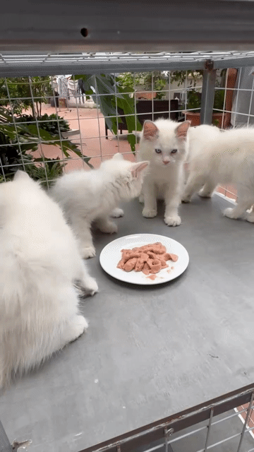 Mèo Ragdoll 2 tháng tuổi. Mua bán Mèo tại Huyện Thuận Thành Bắc Ninh được đăng bởi Nguyễn Văn Phương hình 1