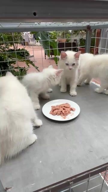 Mèo Ragdoll 2 tháng tuổi. Mua bán Mèo tại Huyện Thuận Thành Bắc Ninh được đăng bởi Nguyễn Văn Phương hình 1