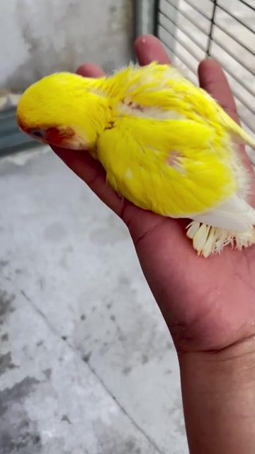Chim Lovebird non Vàng Đỏ khoẻ mạnh. Mua bán Chim tại Quận 11 Tp Hồ Chí Minh được đăng bởi thuỷ tiên hình 1