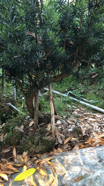 Bán lô tùng la hán thân lắc lượn. Mua bán Cây cảnh, đồ trang trí tại Huyện Cai Lậy Tiền Giang được đăng bởi Le Thoi hình 1