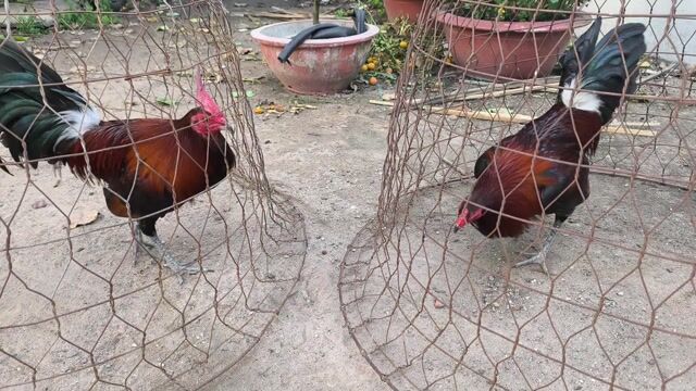 Gà tre 1.5-1.6kg Nâu đỏ, đen. Mua bán Gà tại Quận Gò Vấp Tp Hồ Chí Minh được đăng bởi Cuong hình 1