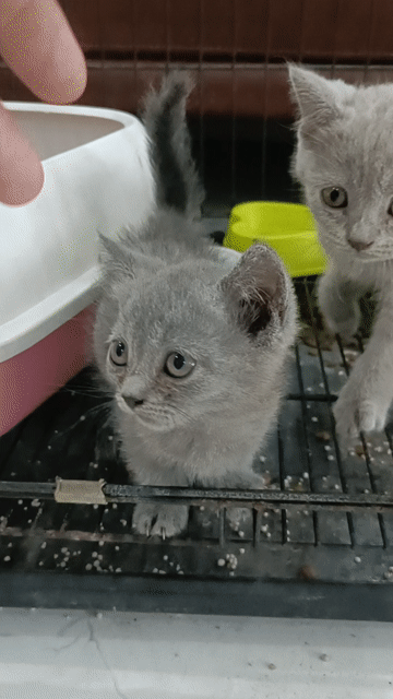 Mèo Chân lùn Cái Xám 2 tháng. Mua bán Mèo tại Huyện Đan Phượng Hà Nội được đăng bởi Tạo hình 1