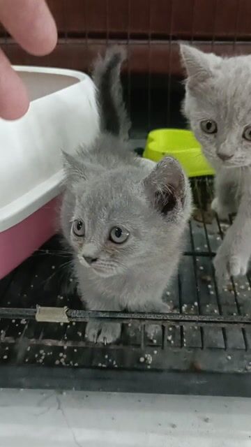 Mèo Chân lùn Cái Xám 2 tháng. Mua bán Mèo tại Huyện Đan Phượng Hà Nội được đăng bởi Tạo hình 1