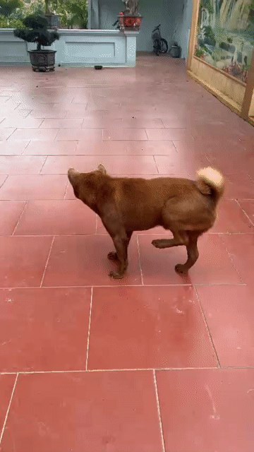 Chó Bắc Hà lai Nâu Đực, có thương lượng. Mua bán Chó tại Huyện Thạch Thất Hà Nội được đăng bởi chiến phạm hình 1