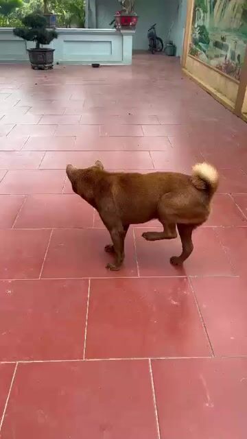 Chó Bắc Hà lai Nâu Đực, có thương lượng. Mua bán Chó tại Huyện Thạch Thất Hà Nội được đăng bởi chiến phạm hình 1