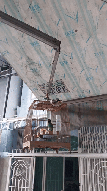 Chim cảnh Xanh lá Khỏe mạnh hót hay. Mua bán Chim tại Quận Phú Nhuận Tp Hồ Chí Minh được đăng bởi thi hình 1