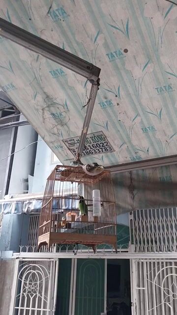 Chim cảnh Xanh lá Khỏe mạnh hót hay. Mua bán Chim tại Quận Phú Nhuận Tp Hồ Chí Minh được đăng bởi thi hình 1