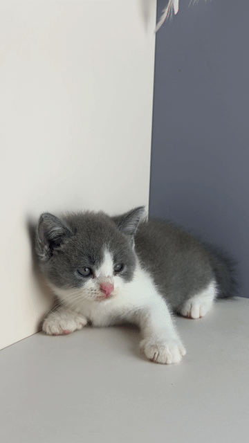 Mèo Bicolor Trại Mèo Da-O Cần Thơ. Mua bán Mèo tại Quận Ninh Kiều Cần Thơ được đăng bởi Trần Cẩm Đào hình 1