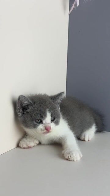 Mèo Bicolor Trại Mèo Da-O Cần Thơ. Mua bán Mèo tại Quận Ninh Kiều Cần Thơ được đăng bởi Trần Cẩm Đào hình 1