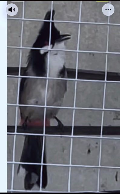 Bổi cám gà. Mua bán Chim tại Quận Liên Chiểu Đà Nẵng được đăng bởi Tuấn Dương hình 1