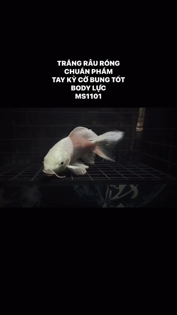 Cá cảnh Phi Tần Râu Rồng Trắng Lực. Mua bán Thú cưng khác tại Quận Bình Tân Tp Hồ Chí Minh được đăng bởi Chí Tâm hình 1