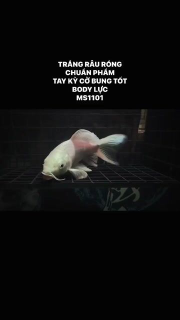 Cá cảnh Phi Tần Râu Rồng Trắng Lực. Mua bán Thú cưng khác tại Quận Bình Tân Tp Hồ Chí Minh được đăng bởi Chí Tâm hình 1
