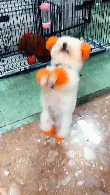 tim chủ iu thương bẻ dc chăm sóc tốt. Mua bán Chó tại Thành phố Biên Hòa Đồng Nai được đăng bởi bm hình 1