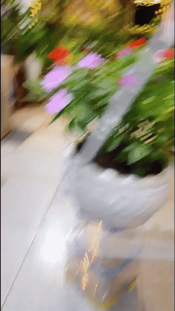 Mai Địa Thảo Đa sắc chậu Gốm sứ 40cm. Mua bán Cây cảnh, đồ trang trí tại Thành phố Thủ Đức Tp Hồ Chí Minh được đăng bởi Trung Đào hình 1