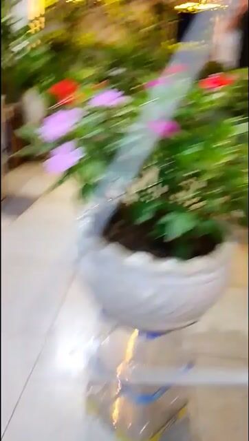 Mai Địa Thảo Đa sắc chậu Gốm sứ 40cm. Mua bán Cây cảnh, đồ trang trí tại Thành phố Thủ Đức Tp Hồ Chí Minh được đăng bởi Trung Đào hình 1