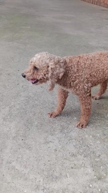 Bán chó Poodle đực. Mua bán Chó tại Thị xã Bến Cát Bình Dương được đăng bởi Thái Bình Dương  hình 1