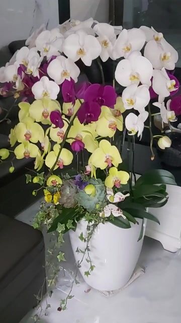 THANH LÝ CHẬU HOA LAN HỒ ĐIỆP