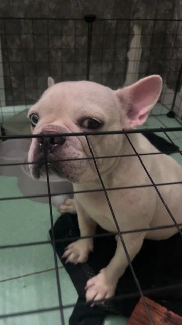 cần tìm chủ mới cho bé bull pháp hơn 1 tuổi đã sin. Mua bán Chó tại Thành phố Thuận An Bình Dương được đăng bởi Nguyễn Trần Phương Anh  hình 1