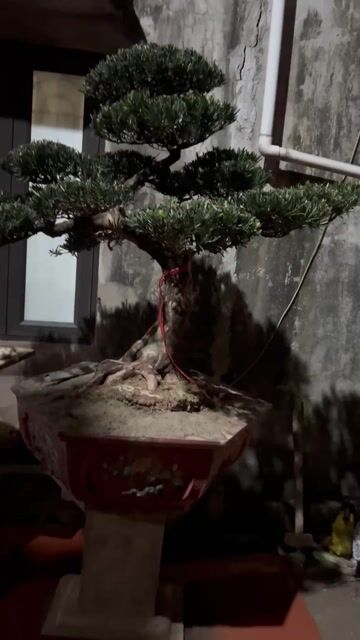 Tùng la hán cây già đã hoàn thiện. Mua bán Cây cảnh, đồ trang trí tại Huyện Đông Anh Hà Nội được đăng bởi Giang hình 1