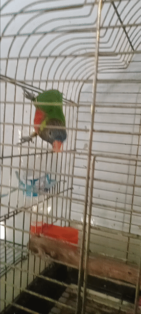 Vẹt Lory Rainbow Đỏ Xanh Đen. Mua bán Chim tại Huyện Hóc Môn Tp Hồ Chí Minh được đăng bởi Như Lê hình 1