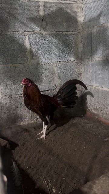 Gà trống khét đỏ tơ. Mua bán Gà tại Huyện Cần Đước Long An được đăng bởi Trung Vinh hình 1