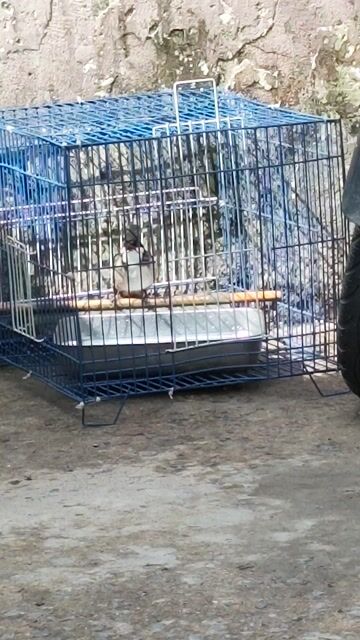 Chim chào mào Hơn một mùa lông. Mua bán Chim tại Quận 7 Tp Hồ Chí Minh được đăng bởi a châu hình 1
